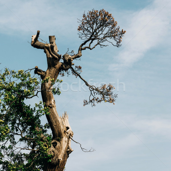 Alten Baum Himmel Detail Natur grünen Stock foto © dutourdumonde