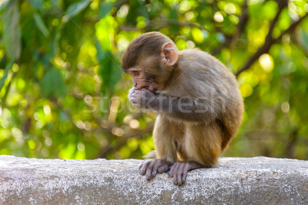 A baby macaque eating an orange Stock photo © dutourdumonde