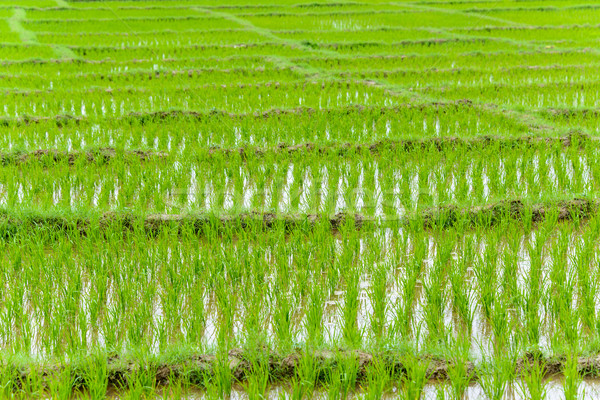 Young rice growing Stock photo © dutourdumonde