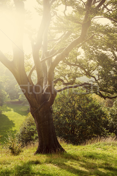 Arbre parc britannique campagne feuille jardin [[stock_photo]] © dutourdumonde