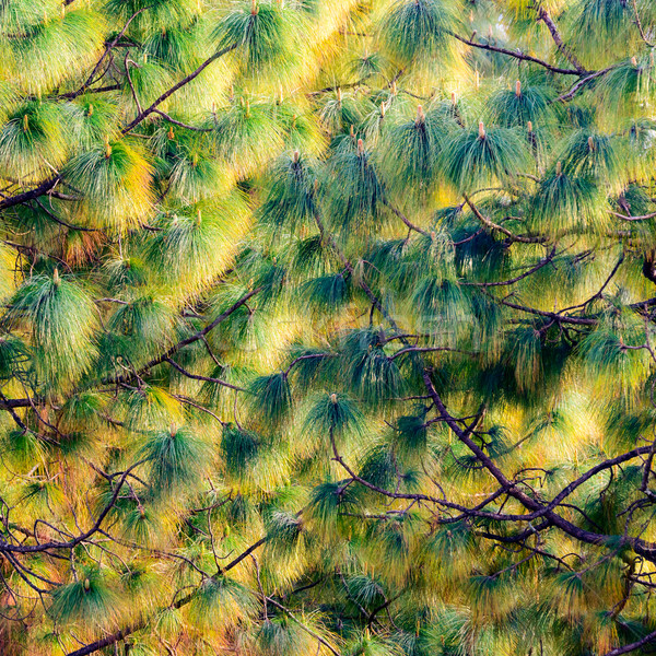 Sosna tekstury drewna lasu charakter pomarańczowy Zdjęcia stock © dutourdumonde