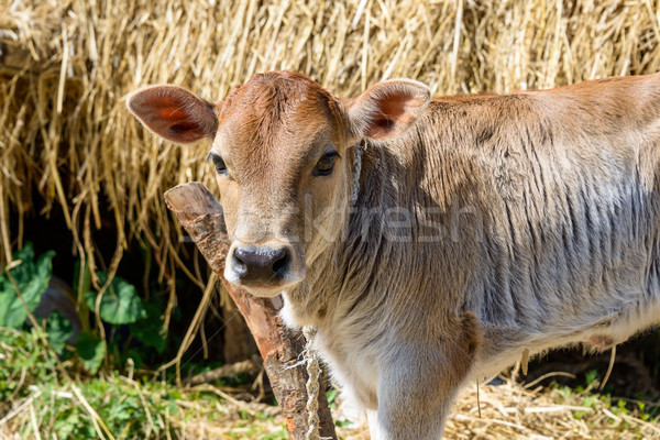 Calf attached to a pole Stock photo © dutourdumonde