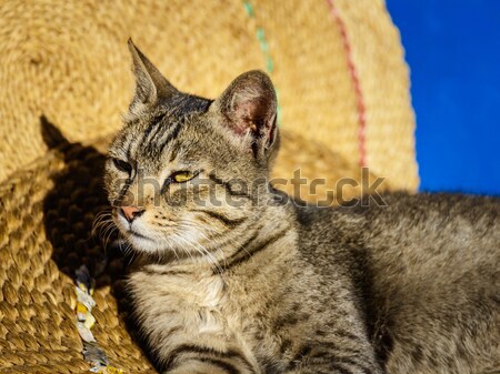 Mère chat chaton mur bleu animaux [[stock_photo]] © dutourdumonde