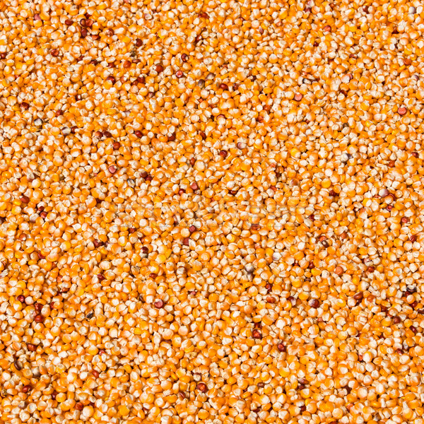 Stock photo: Corn grains drying