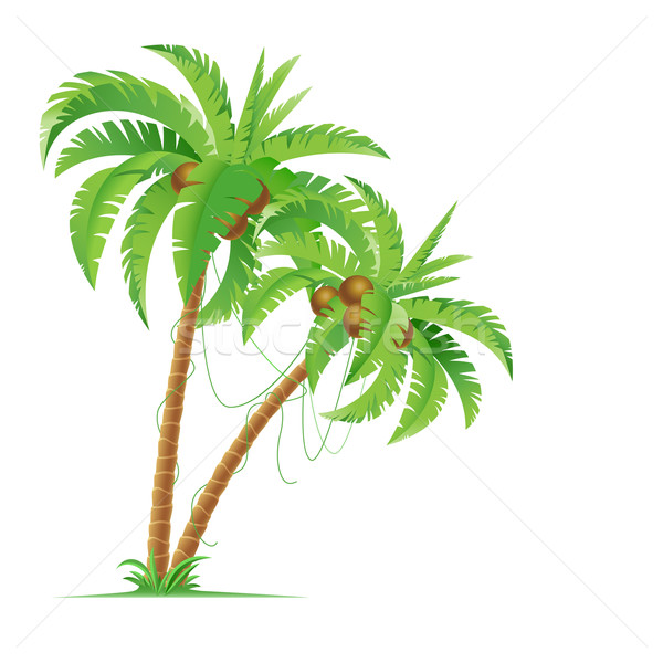 Palm tree Stock photo © dvarg