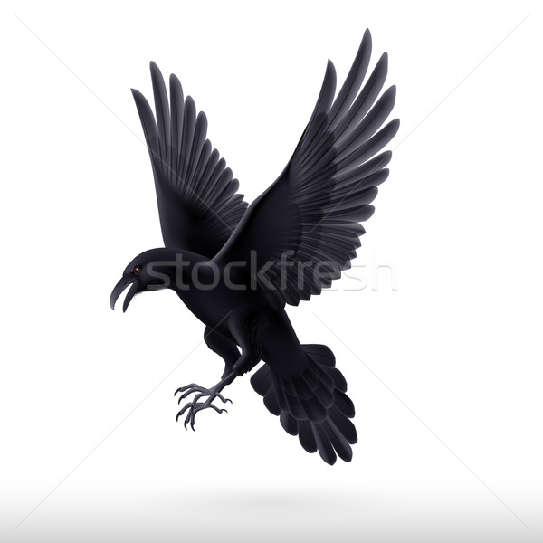 Noir corbeau blanche agressif isolé nature Photo stock © dvarg