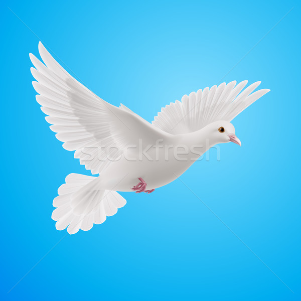 Blanche colombe réaliste ciel bleu symbole paix [[stock_photo]] © dvarg