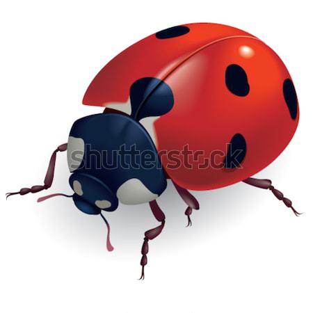 Lieveheersbeestje voorjaar schoonheid oranje Rood zwarte Stockfoto © dvarg