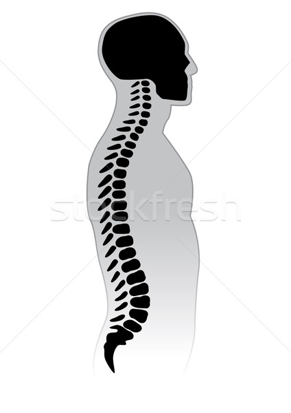 Emberi gerincoszlop feketefehér egészség gyógyszer fehér Stock fotó © dvarg