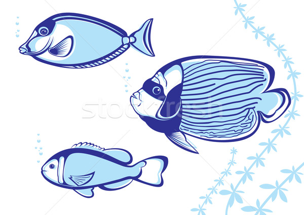Tropical Fish Stock photo © dvarg