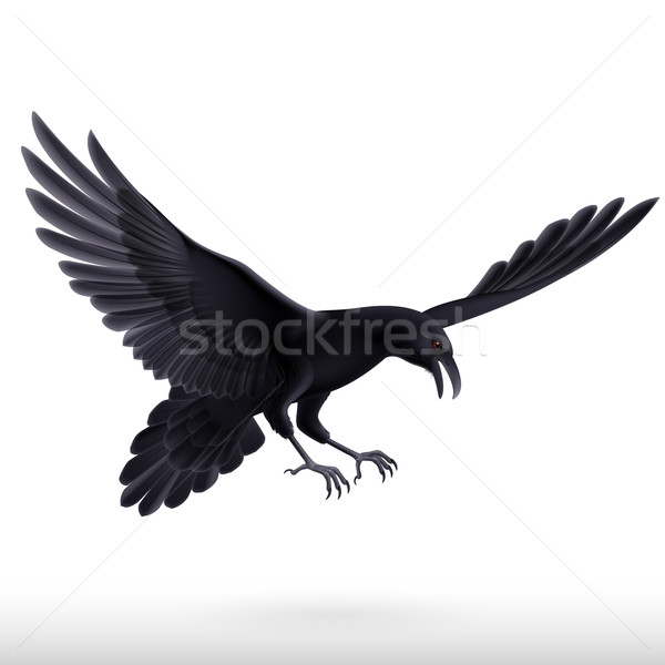 Black raven on white background Stock photo © dvarg