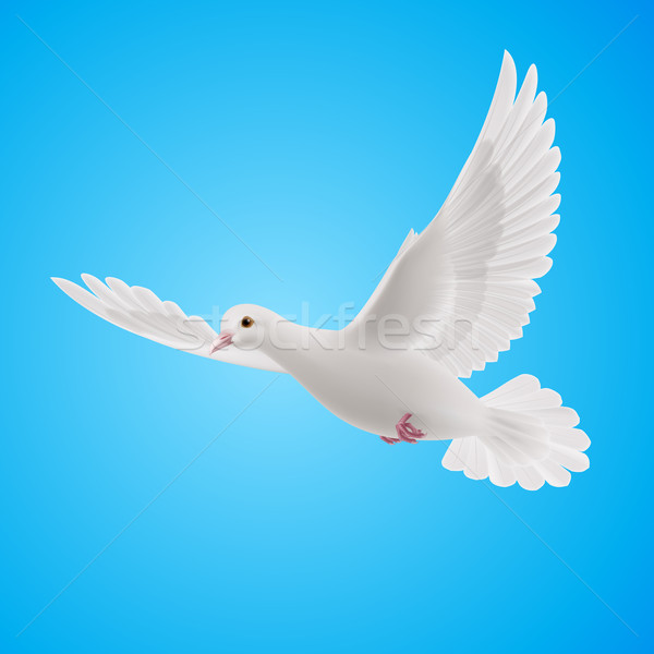 Blanche colombe battant bleu symbole paix [[stock_photo]] © dvarg