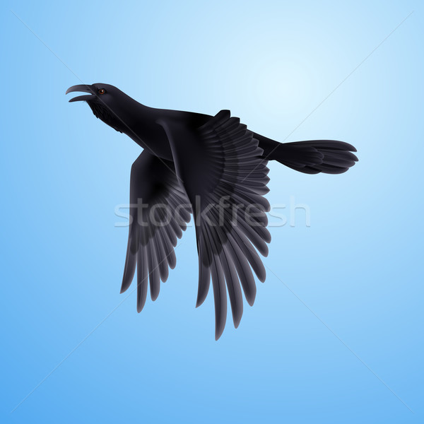 Black raven on blue background Stock photo © dvarg