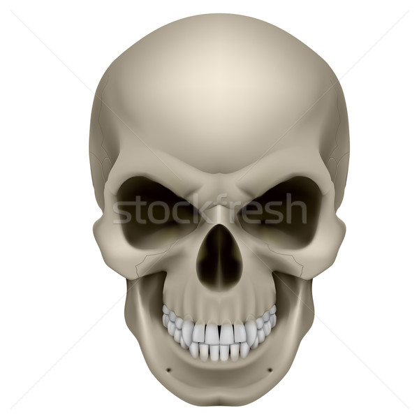 Stock photo: Human Skull