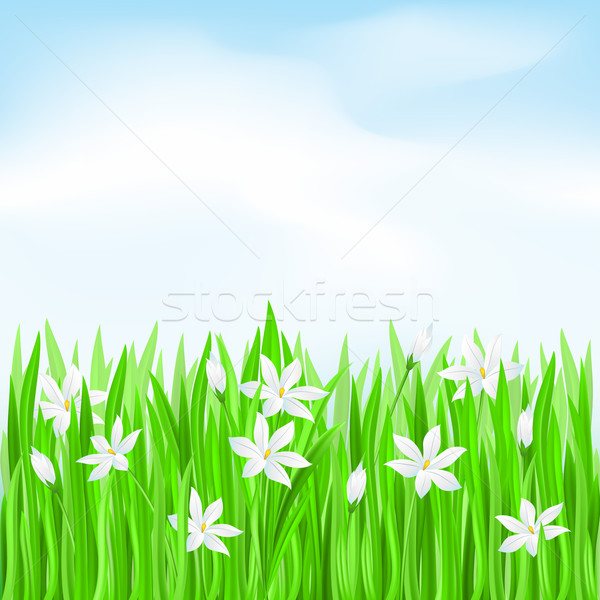 Green grass with white flowers Stock photo © dvarg