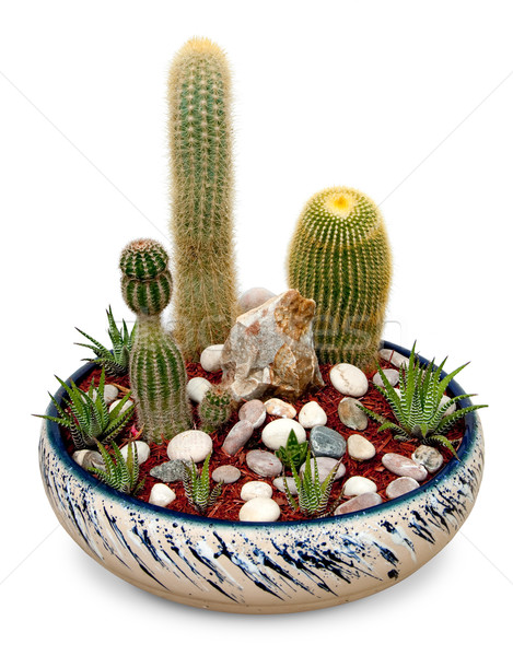 Cactus pot decorativo succulente impianti isolato Foto d'archivio © dvarg