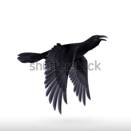 Nero Raven bianco battenti illustrazione natura Foto d'archivio © dvarg
