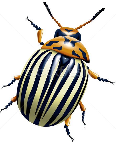The Colorado potato beetle Stock photo © dvarg