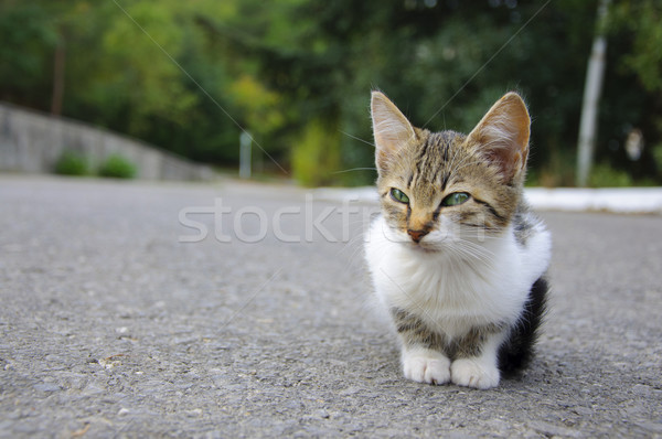 Stray kitten Stock photo © dvarg