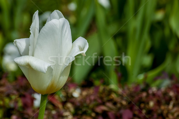 Witte tulp foto focus bloem Stockfoto © dzejmsdin