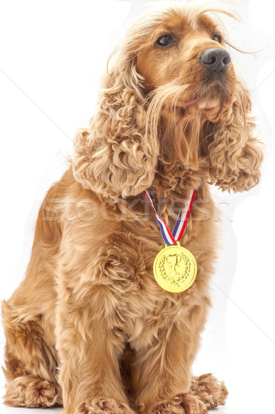 Winnaar Engels hond prijs winnend Stockfoto © dzejmsdin