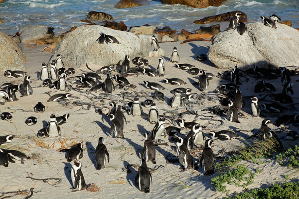 Afrika üreme koloni batı Güney Afrika plaj Stok fotoğraf © EcoPic