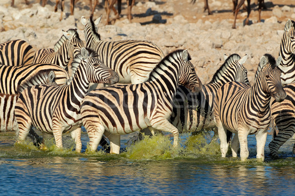 Alföld zebrák víz sétál park Namíbia Stock fotó © EcoPic