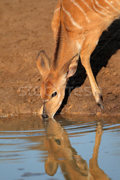 Nyala antelope drinking Stock photo © EcoPic