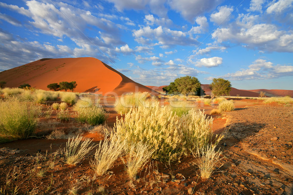 Desert landscape Stock photo © EcoPic