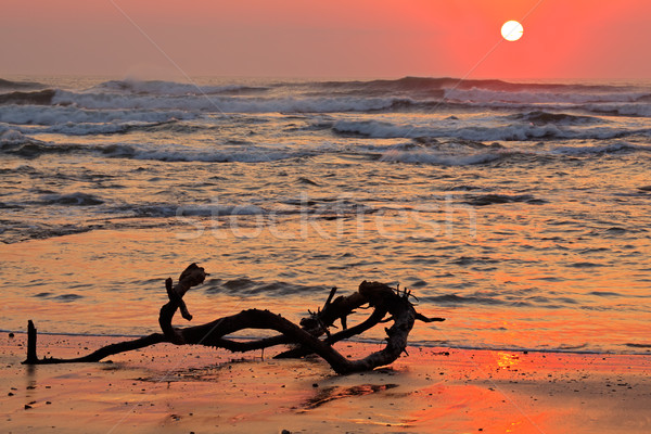Marinha nascer do sol troncos quente cores de manhã cedo Foto stock © EcoPic