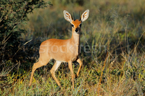 Masculin natural habitat Africa de Sud Africa animal Imagine de stoc © EcoPic