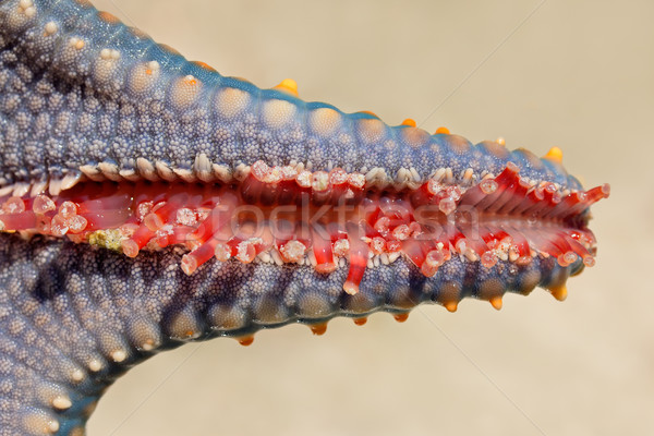 Starfish tentacle Stock photo © EcoPic