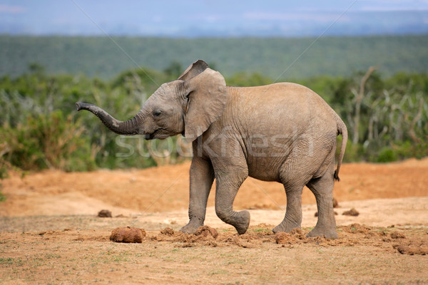 Stock photo: Young African elephant