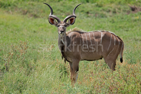 Stock photo: Kudu antelope