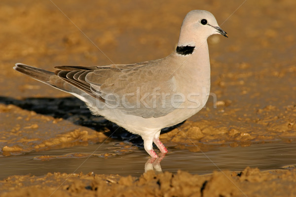 Stockfoto: Schildpad · duif · drinkwater · South · Africa · water · natuur