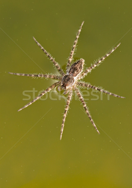 Połowów pająk wody Południowej Afryki charakter Afryki Zdjęcia stock © EcoPic