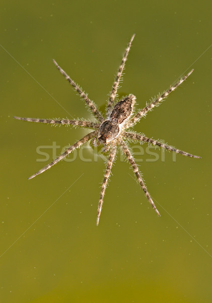 Fischerei Spinne Wasser Südafrika Natur Afrika Stock foto © EcoPic