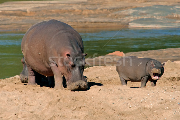 Hippopotamus Stock photo © EcoPic