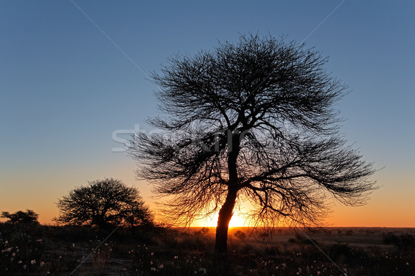 Sunset with silhouetted tree Stock photo © EcoPic