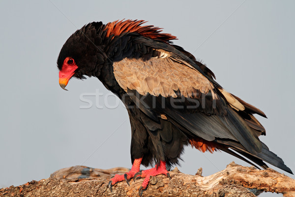 Bateleur eagle Stock photo © EcoPic