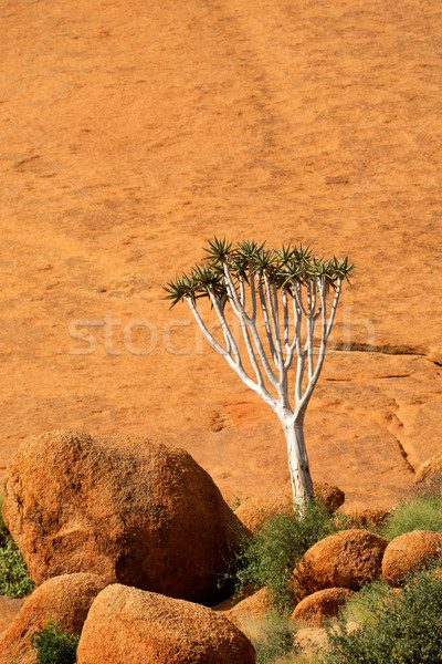 Tree and rock Stock photo © EcoPic