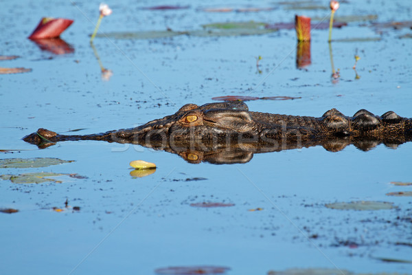 Stock fotó: Sósvízi · krokodil · nagy · citromsárga · víz · park