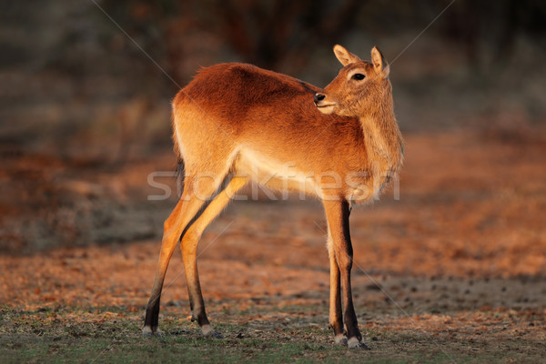 Red lechwe antelope Stock photo © EcoPic