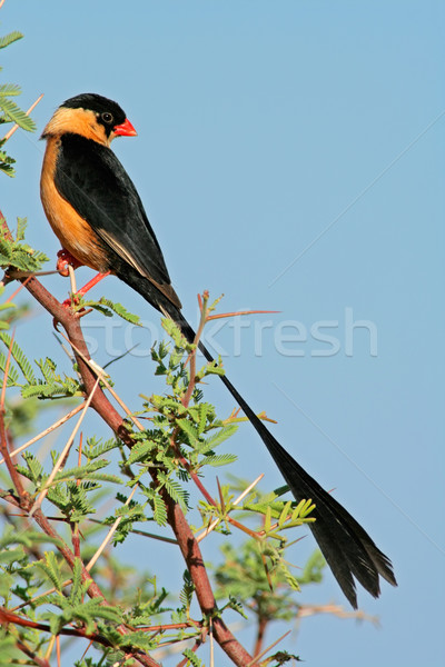 Shafttailed Whydah Stock photo © EcoPic