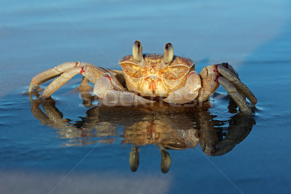 Ghost crab on beach Stock photo © EcoPic