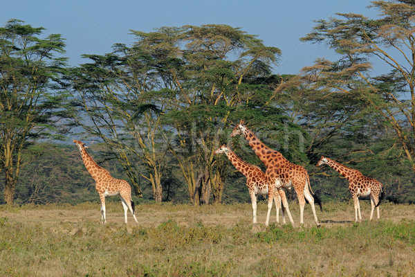 Girafele rar lac parc Kenia copac Imagine de stoc © EcoPic