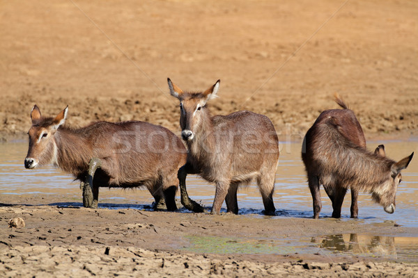 Waterbuck in mud Stock photo © EcoPic