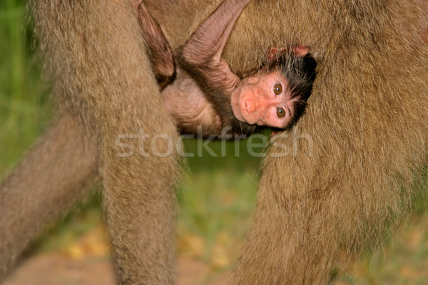 Baby Pavian hängen Mutter Park Südafrika Stock foto © EcoPic