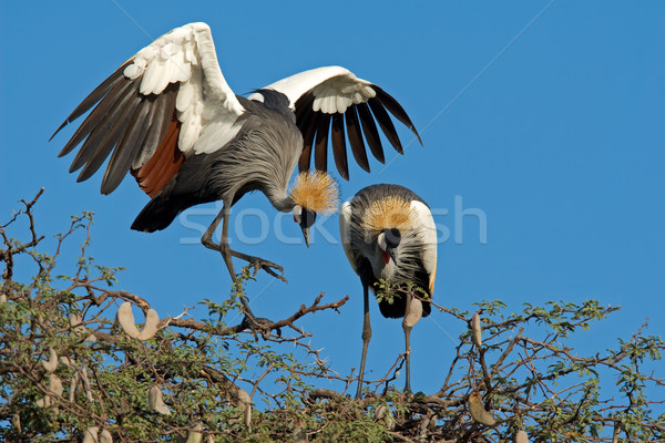 Stock photo: Crowned cranes