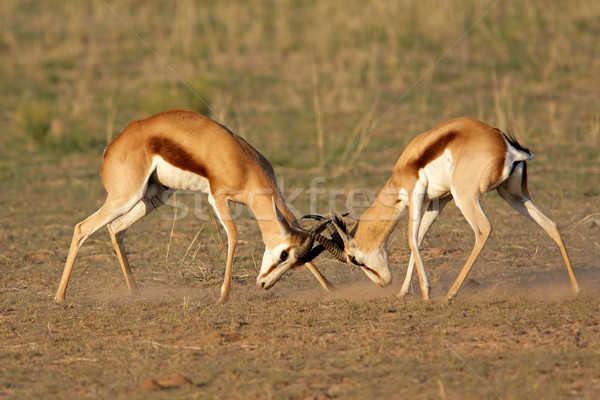 Fighting Springbok Stock photo © EcoPic